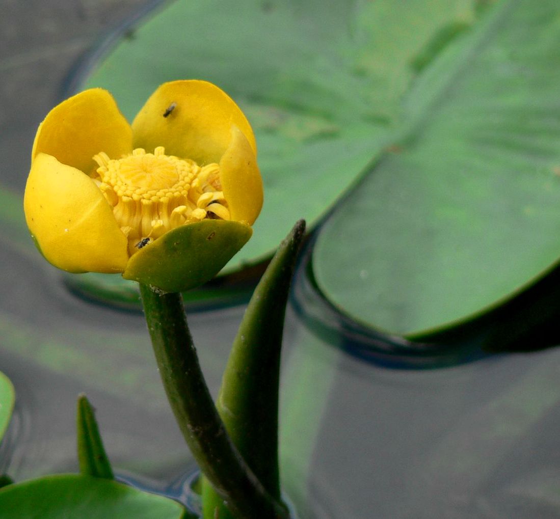 Кубышка желтая - купить растения для пруда на сайте Водокрас