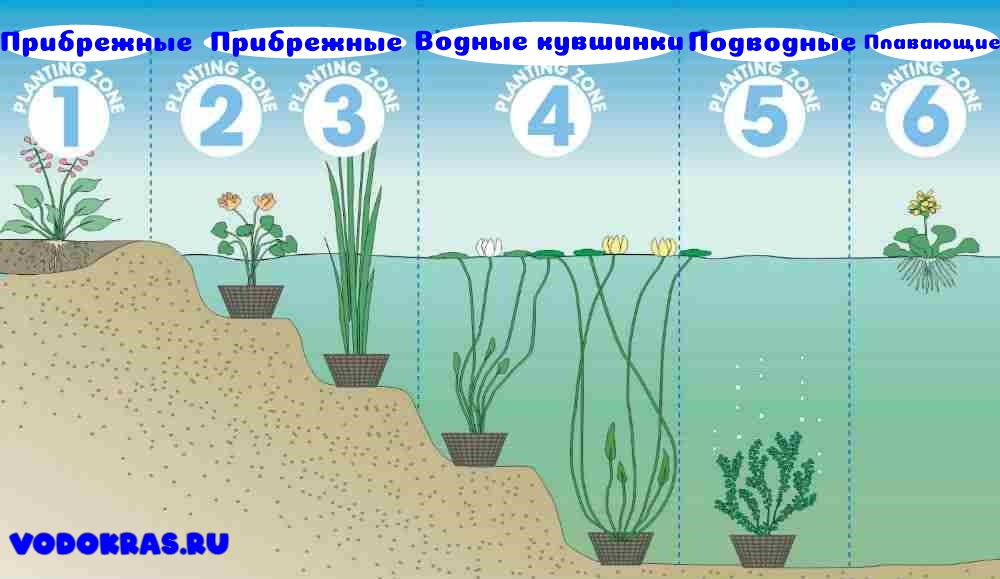 Как выбрать растения в пруд