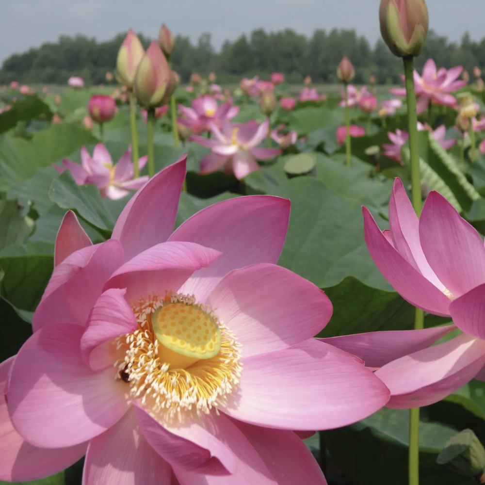 ⚡Лотос (Комарова, Nelumbo komarovii) зимующий - Семена - 3 шт.