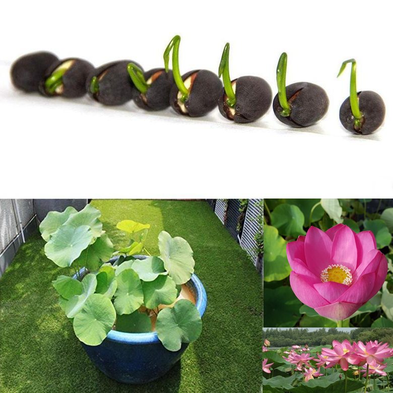 Комарова, Nelumbo komarovii) зимующий - Семена - 3 шт.