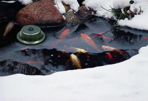Как подготовить пруд к зиме: зимовка садовых водоемов это легко