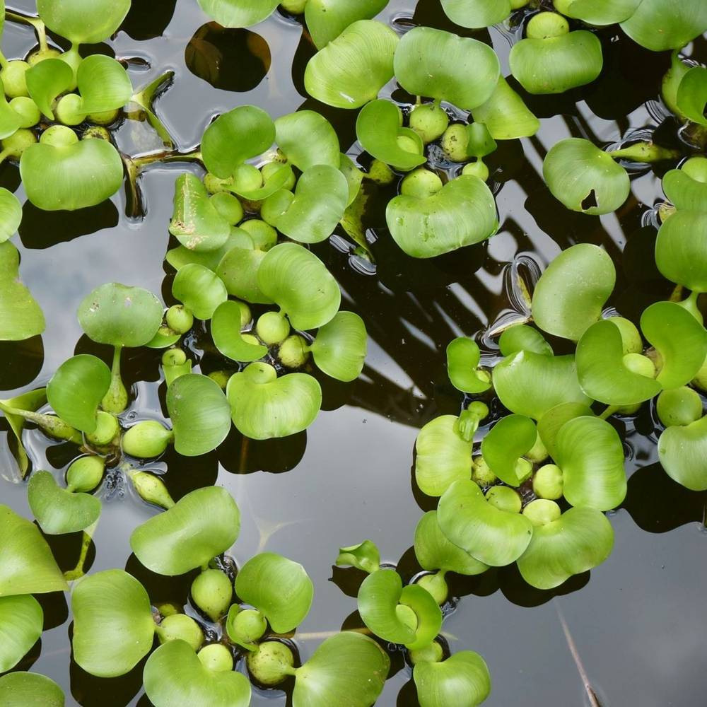 Водный гиацинт 