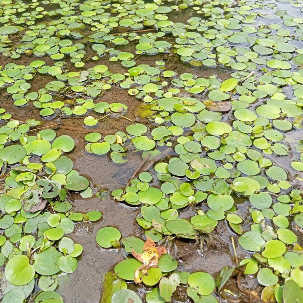 ♻️ Водокрас - Сет 10 шт.