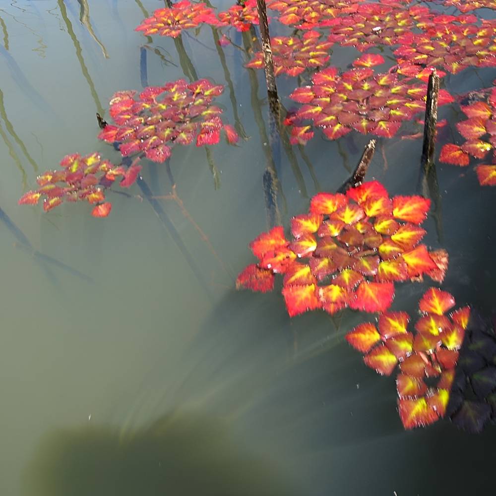 Водный каштанчик 