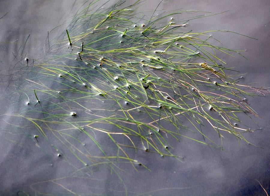 Рдест гребенчатый (Potamogeton pectinatus) - сет 3 шт