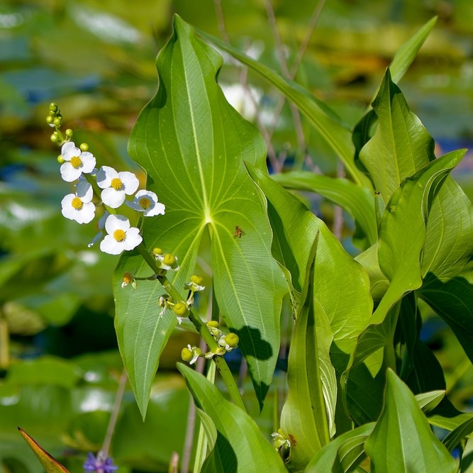 Стрелолист (Sagittaria sagittifolia) - Сет 50 шт.