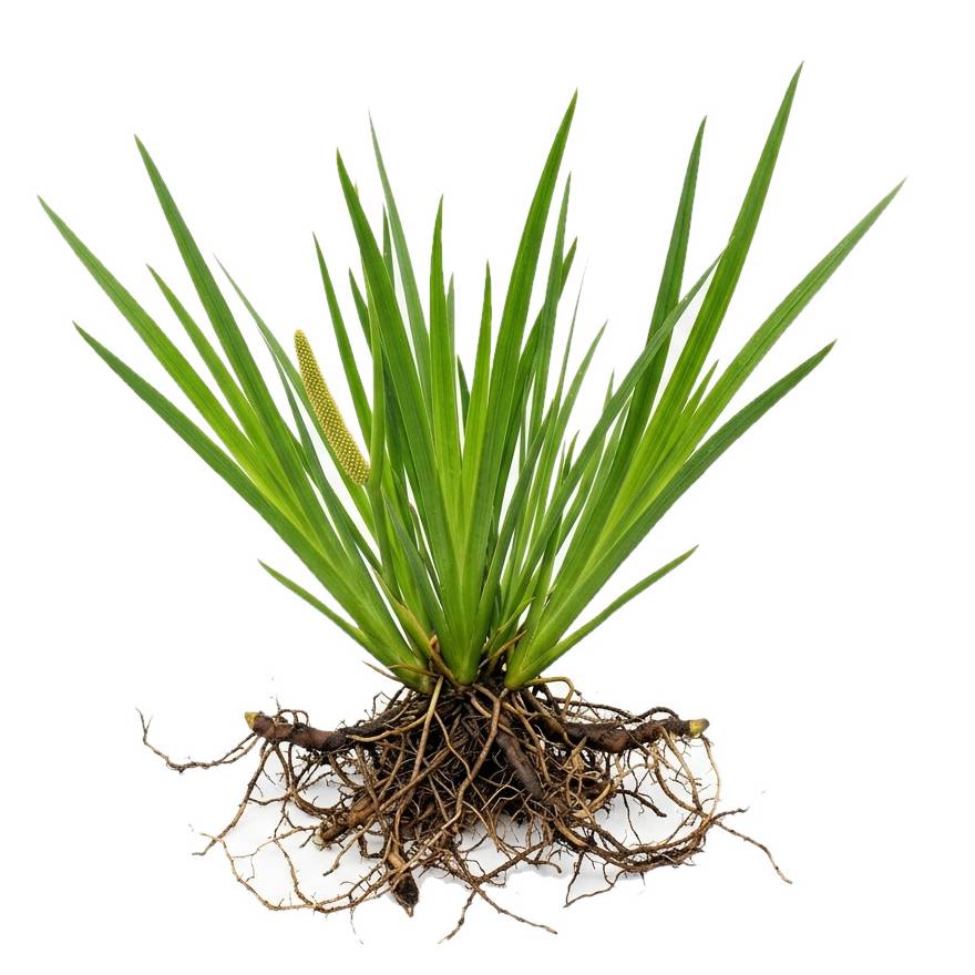 Аир злаковый Ароматный Acorus calamus - Сет 30 шт.