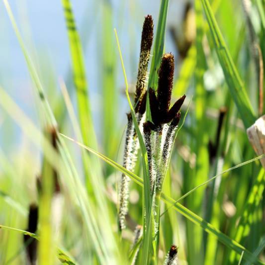 Осока прибрежная (Carex-riparia) - сет 40 шт (под заказ 7 дн.)