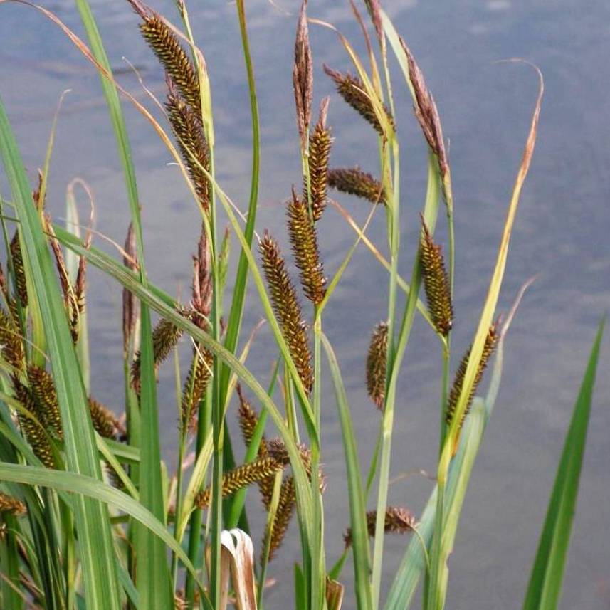 Осока прибрежная (Carex-riparia) - сет 20 шт (под заказ 7 дн.)