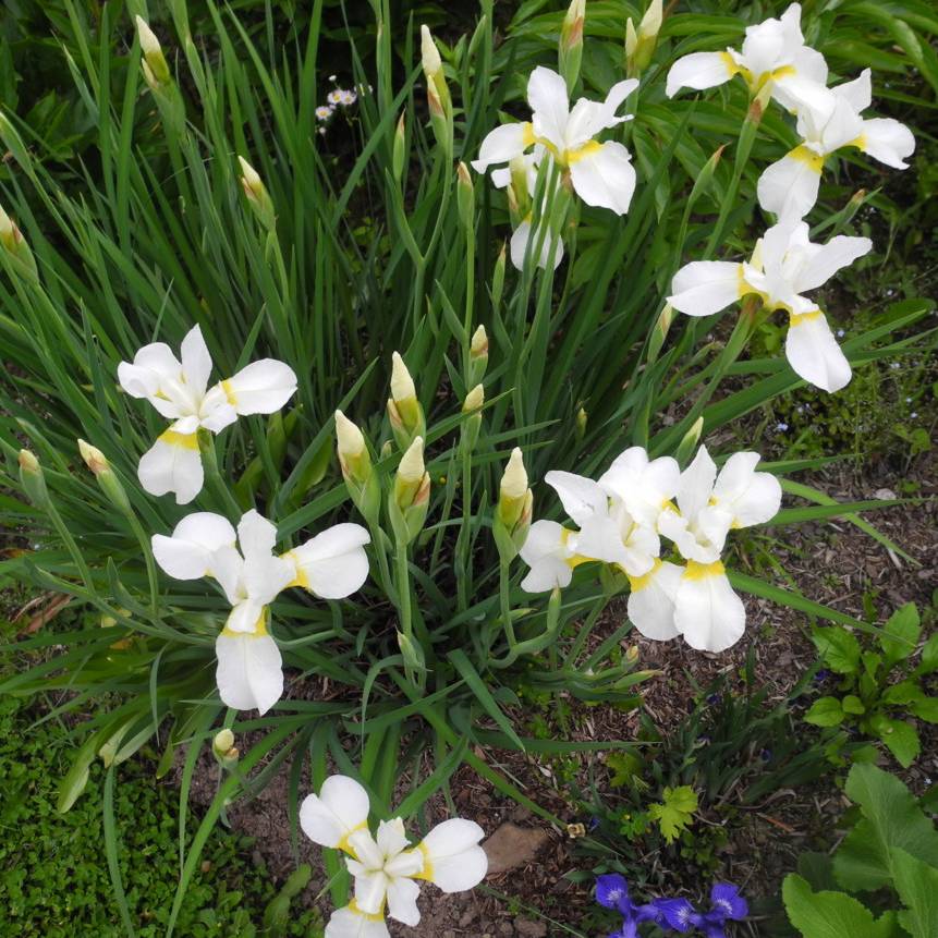 Ирис сибирский белый