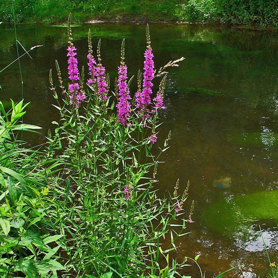 Дербенник иволистный (Lythrum salicaria) - сет 10 шт.