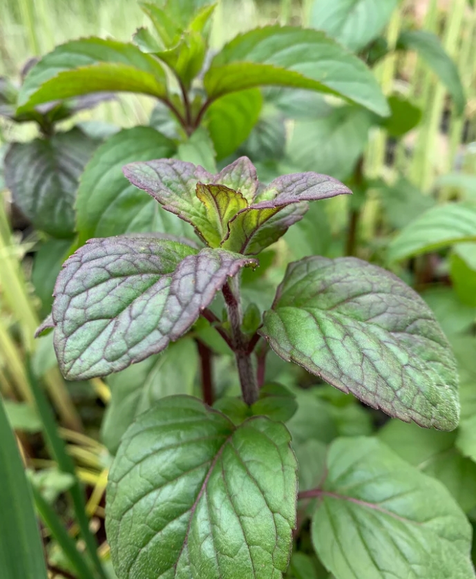 Водная мята (Mentha aquatica) - Сет 20 шт. (Под заказ)