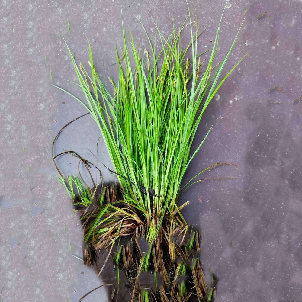 Juncus Effusus (Ситник Развесистый)
