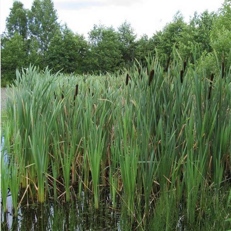 Рогоз широколистный (Typha latifolia) - Сет 20 шт.
