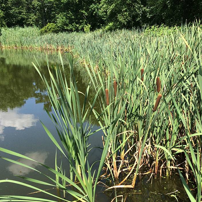 Рогоз широколистный (Typha latifolia)