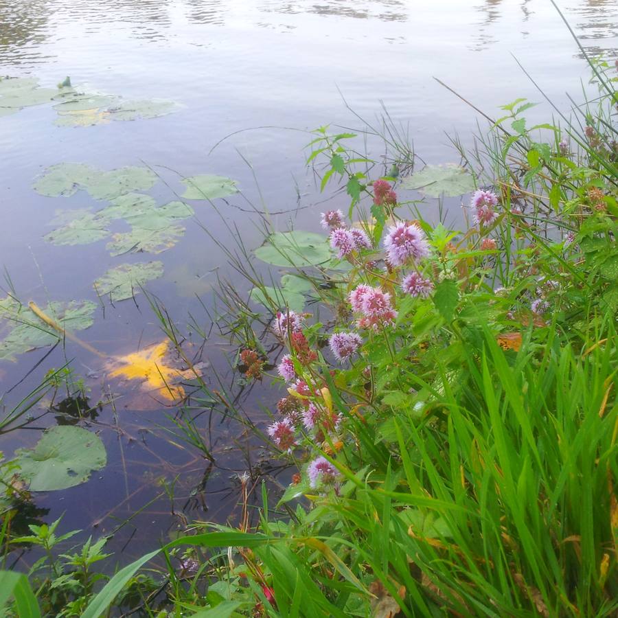 Водная мята (Mentha aquatica) - Сет 20 шт. (Под заказ)