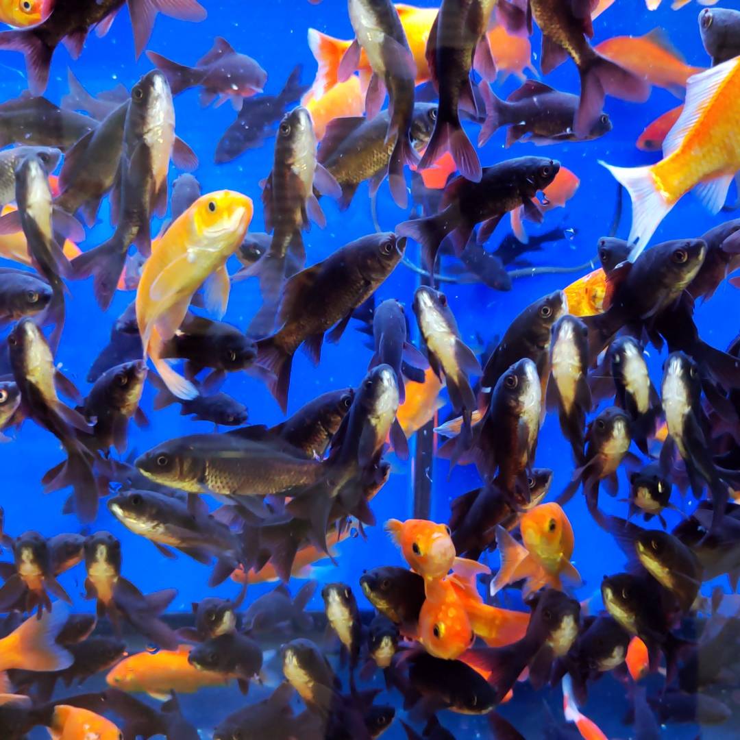 Карась средний черный (7-10 см) Сет 3 шт.