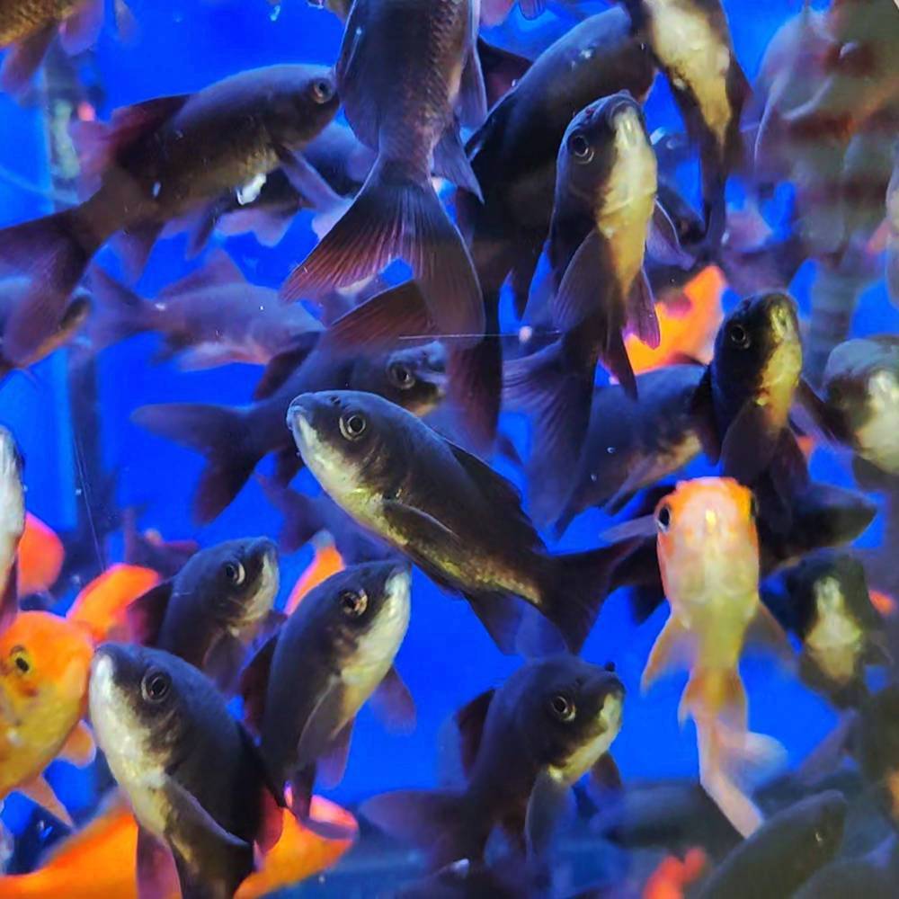 Чёрный карась декоративный