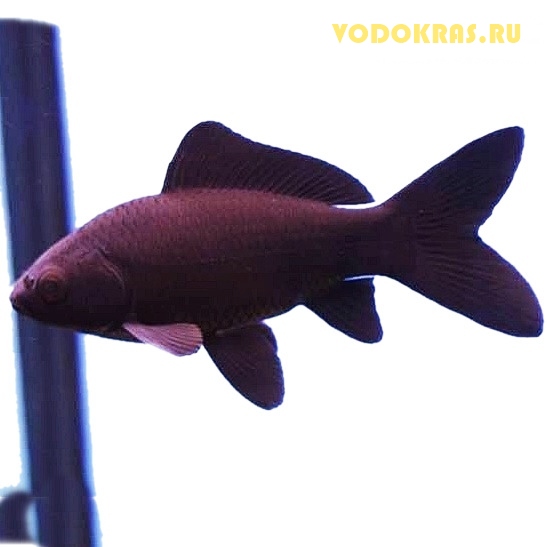 Карась средний черный (7-10 см) Сет 3 шт.