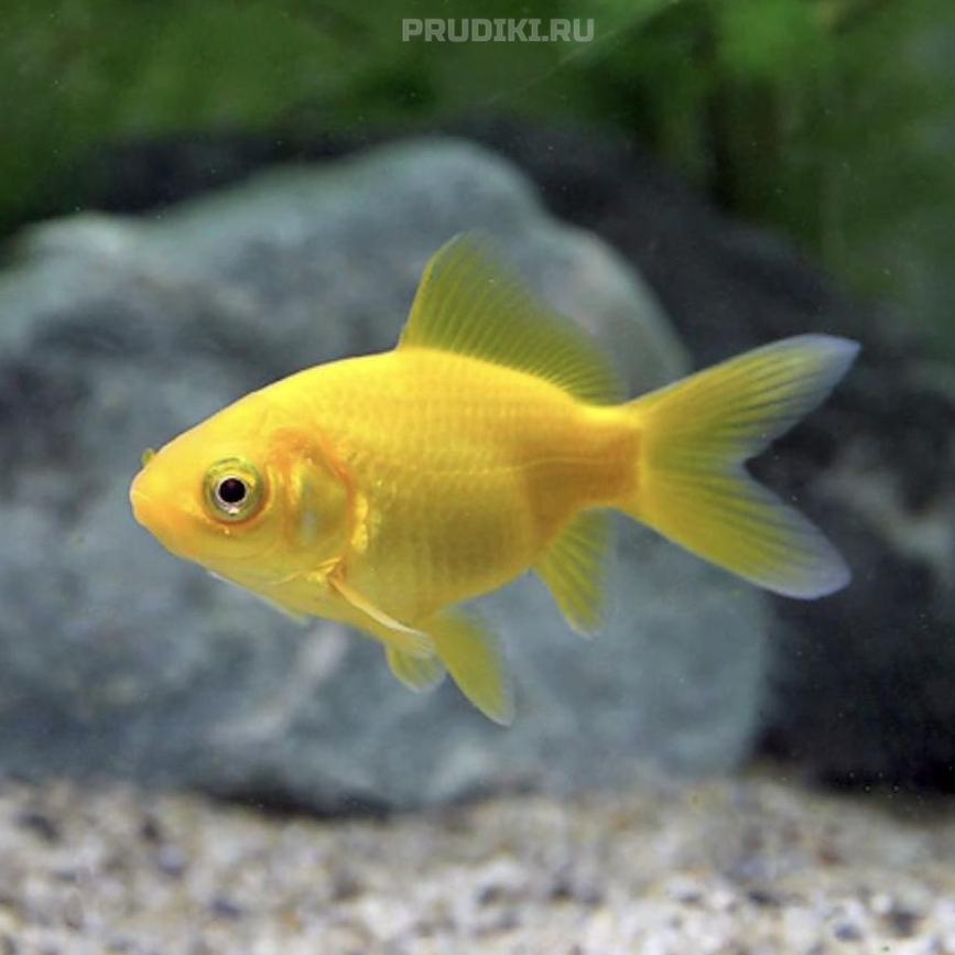 Карась мелкий жёлтый (5-7 см) - 5 шт.