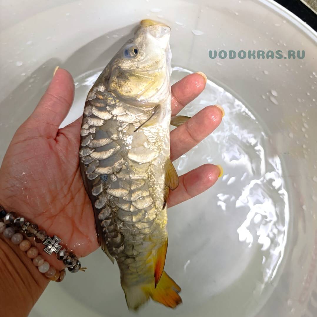 Карп зеркальный и обыкновенный - 25-28 см - сет 3 шт.