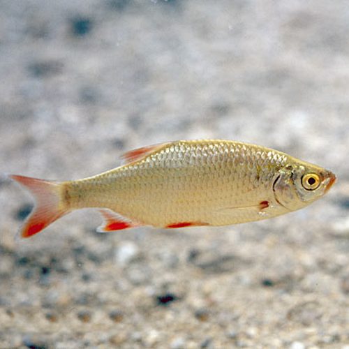 Краснопёрка средняя - 11-14 см - сет 15 шт.