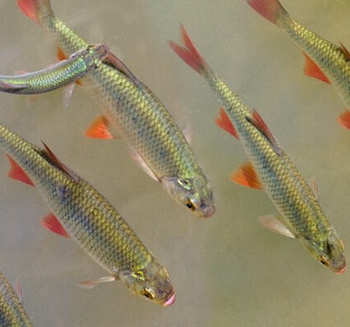 Краснопёрка средняя (Против комаров) (11-14 см) - сет 5 шт.