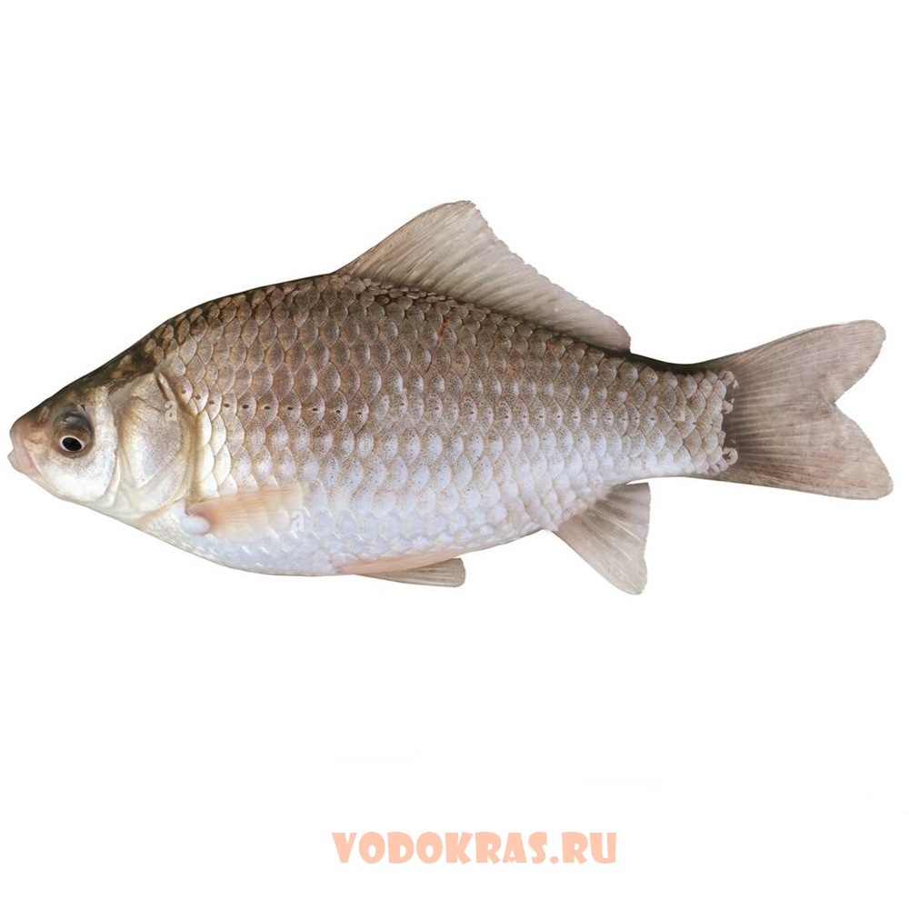 Карась обыкновенный серебряный (4-6 см) - сет 15 шт.