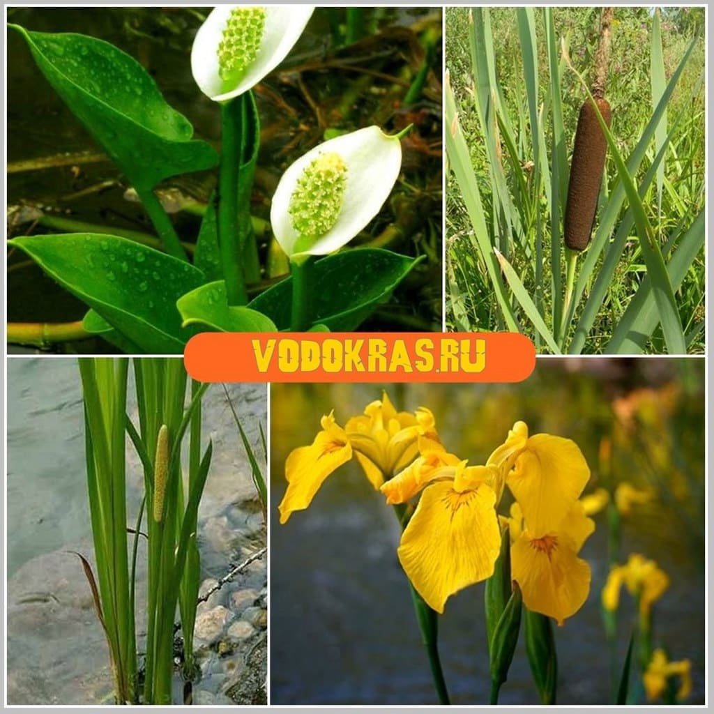 Биоплато для очищения любого пруда - большого и маленького!