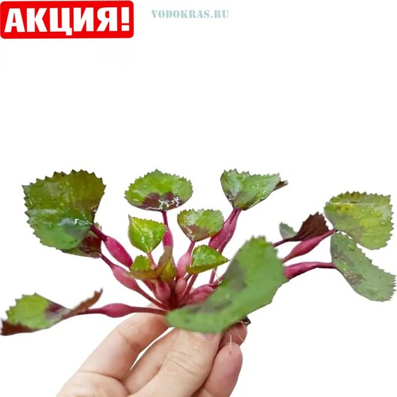 ⚡Водный каштанчик "Мозаичное растение" - 10 шт.