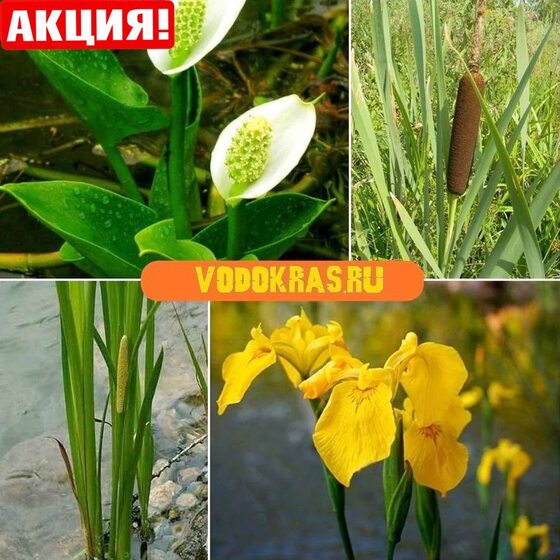 Биоплато 100 шт. - Растения для пруда 90-100 м³