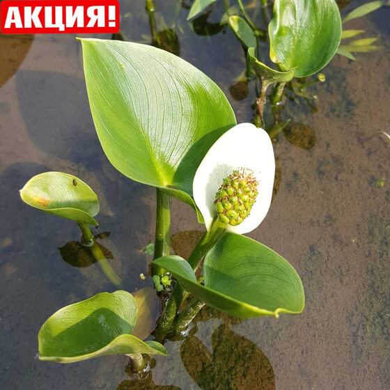 Белокрыльник "Calla palustris" - Сет 30 шт.