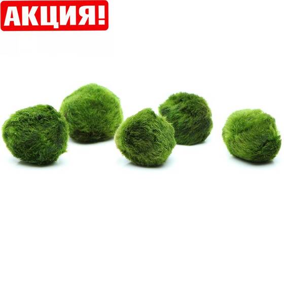 Кладофора шаровидная мал. (Ø 3-5 см) - Сет - 50 шт.