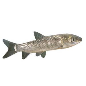 Белый амур средний (12-14 см) - сет 5 шт.