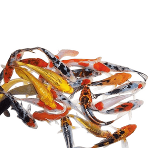 Карп кои мелкий (7-10 см) Сет 10 шт.