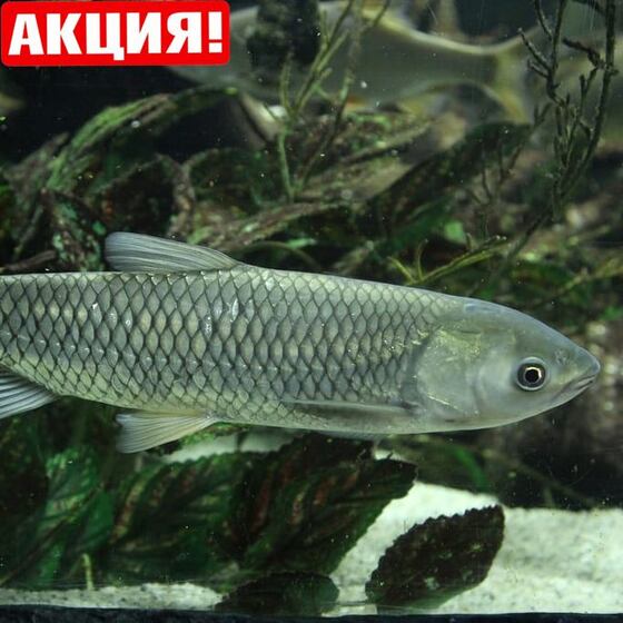 Белый амур средний "чистильщик" (12-14 см) - сет 10 шт.