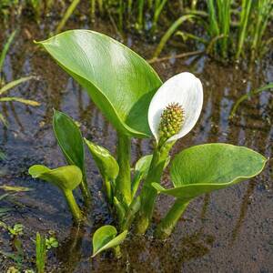 Белокрыльник - 3 шт.