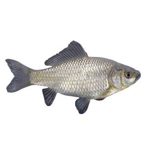 Карась обыкновенный серебряный (4-6 см) - сет 15 шт.