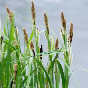 Осока прибрежная (Carex-riparia) - сет 20 шт (под заказ 7 дн.)