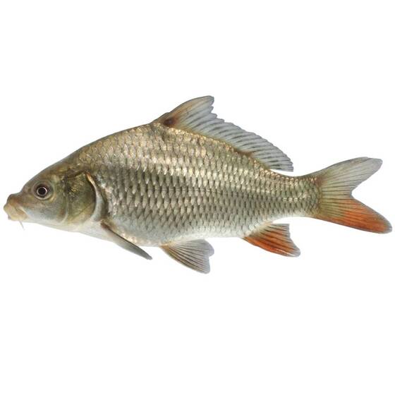 Карп обыкновенный и зеркальный (12-14 см) - сет 20 шт.