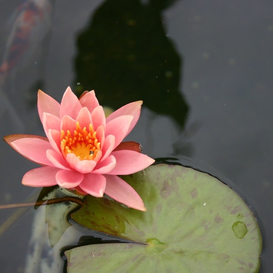 Нимфея персиковая (Nymphaea Catchwater Dream)