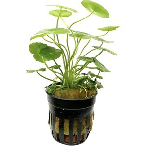 Щитолистник прудовый (Гидрокотила) - Сет 5 шт.