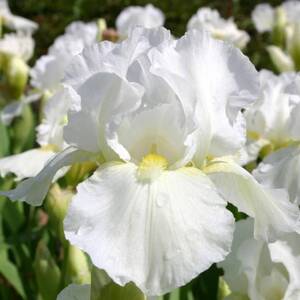 Ирис Бородатый "Iris Barbata" - Сет 10 шт.