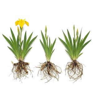Ирис болотный лимонный - 3 шт.
