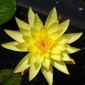 Нимфея Джой Томасик (Nymphaea Joey Tomocik)