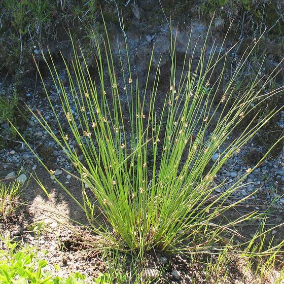 Ситник Развесистый (Juncus Effusus) - Сет 20 шт. (Под заказ 7 дн.)