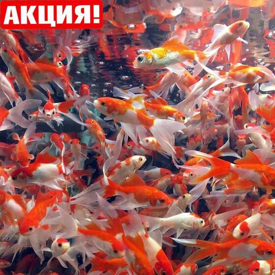 ⚡Карась мелкий цветной (5-7 см) - 10 шт.