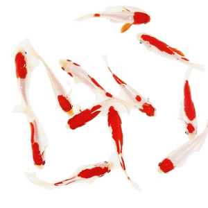 Карась мелкий красно-белый (5-7 см) - 5 шт.