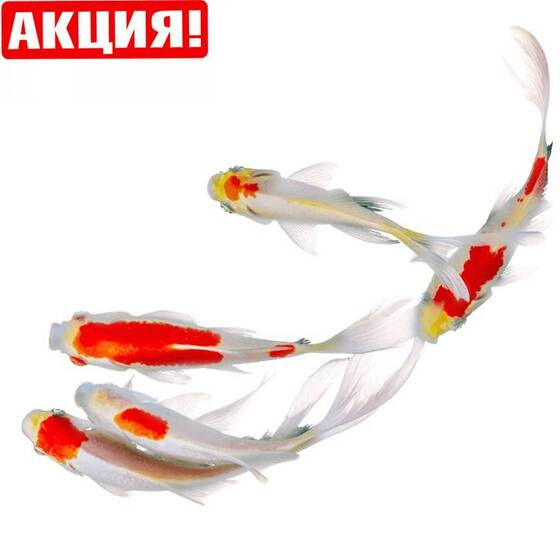 ⚡Карась средний ассорти (15-18 см) - Микс. Сет 5 шт.