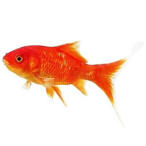 Карась средний красный (10-12 см)